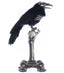 Crow on Skeleton Hand Perch