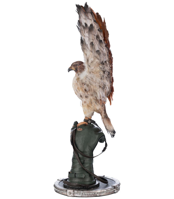 Argon Hawking on Perch image 2
